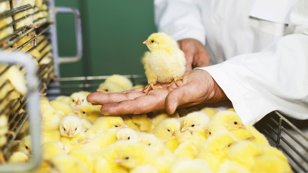 poultry images